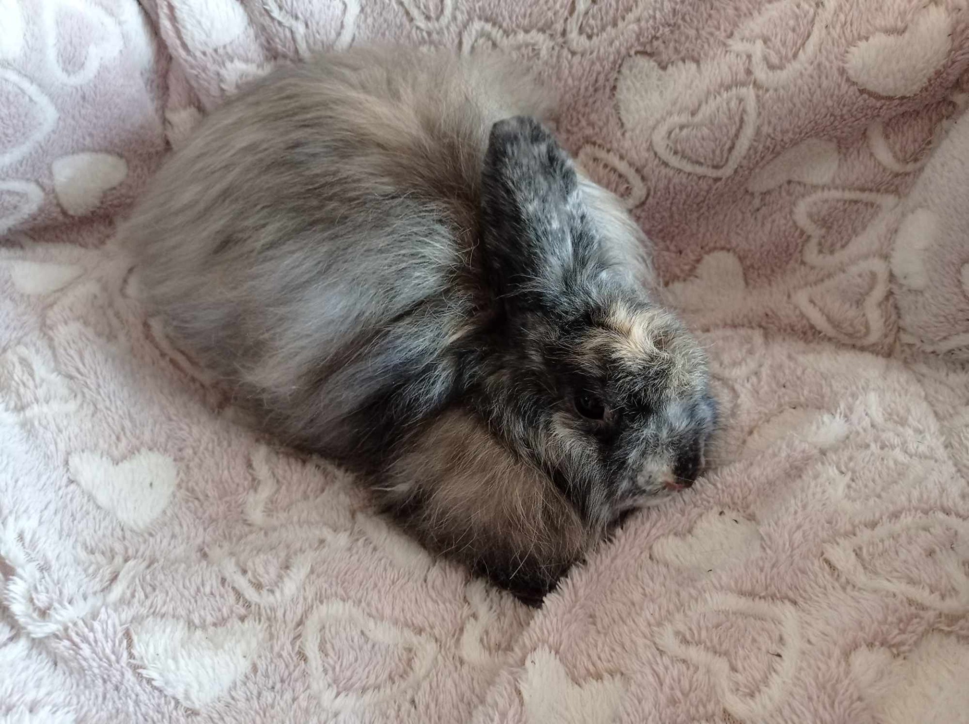 Fiona
